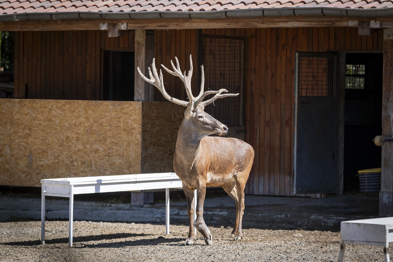 İyileşen kızıl geyik Paşa yeni yuvasında