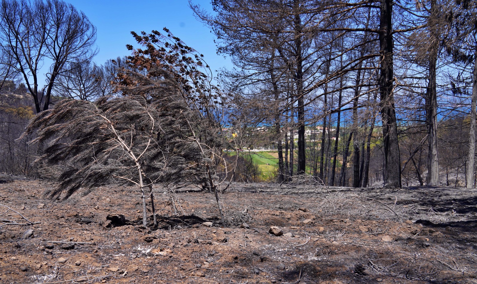 İzmir’in ateş savaşçıları ağaçlar için nöbette