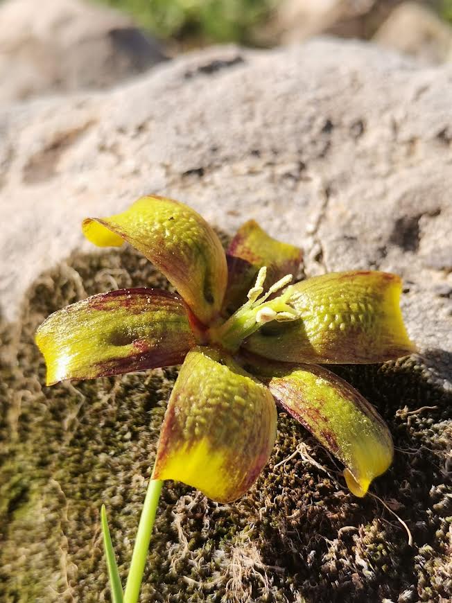 Üç üniversitenin akademisyenlerinin ortak çalışması ile yeni bir lale türü keşfedildi