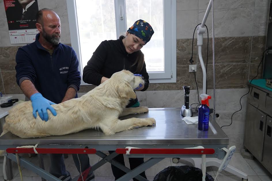 MENEMEN BELEDİYESİ DEPREMZEDE CAN DOSTLARA SAHİP ÇIKTI