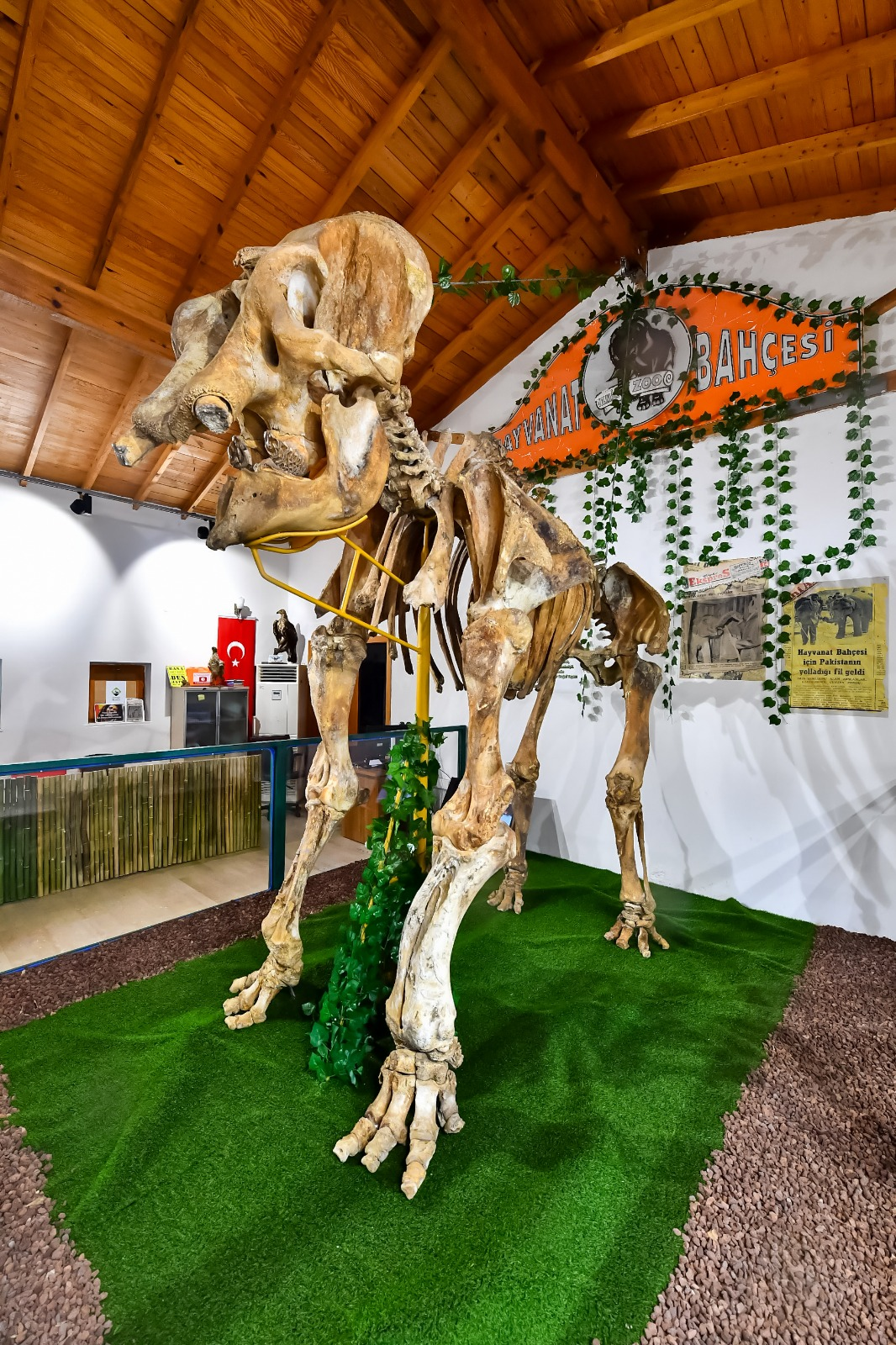 İzmir’in unutulmaz fili Pak Bahadır'ın iskeleti ziyaretçileri bekliyor