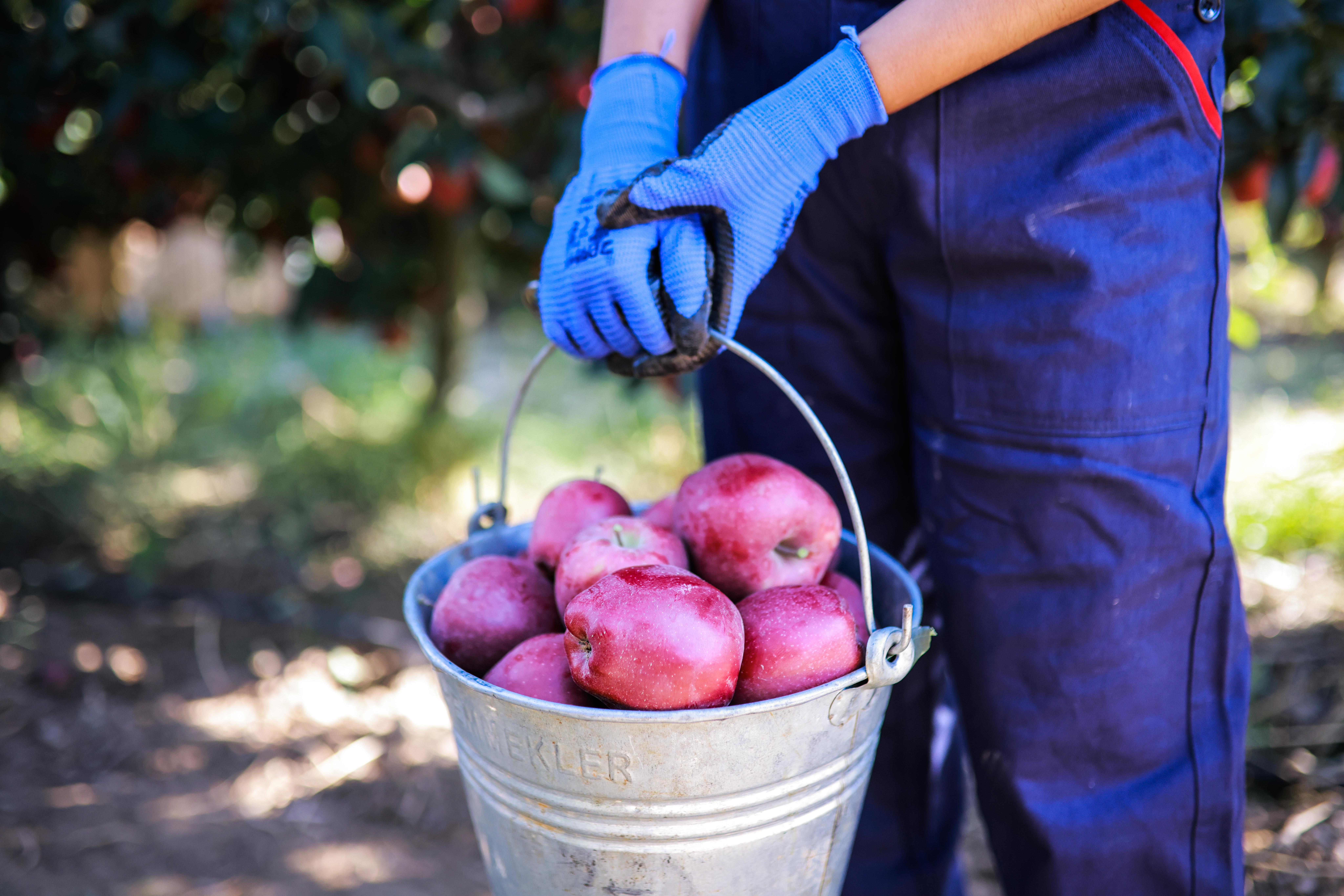 Elma ve elma suyu ihracatı 321 milyon dolara ulaştı