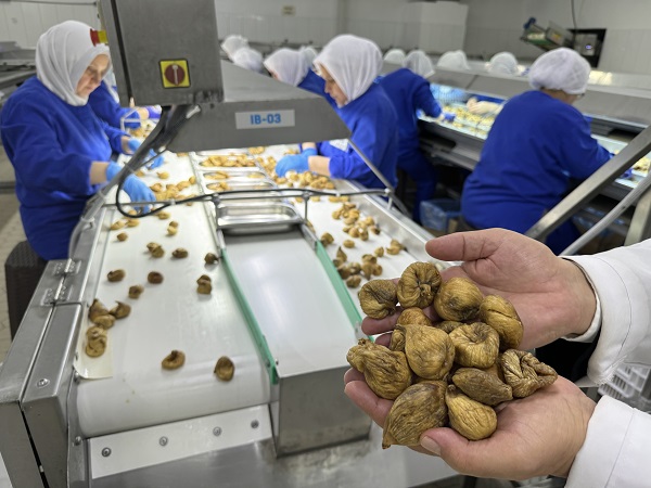 Dünya Türk kuru incirini çok seviyor