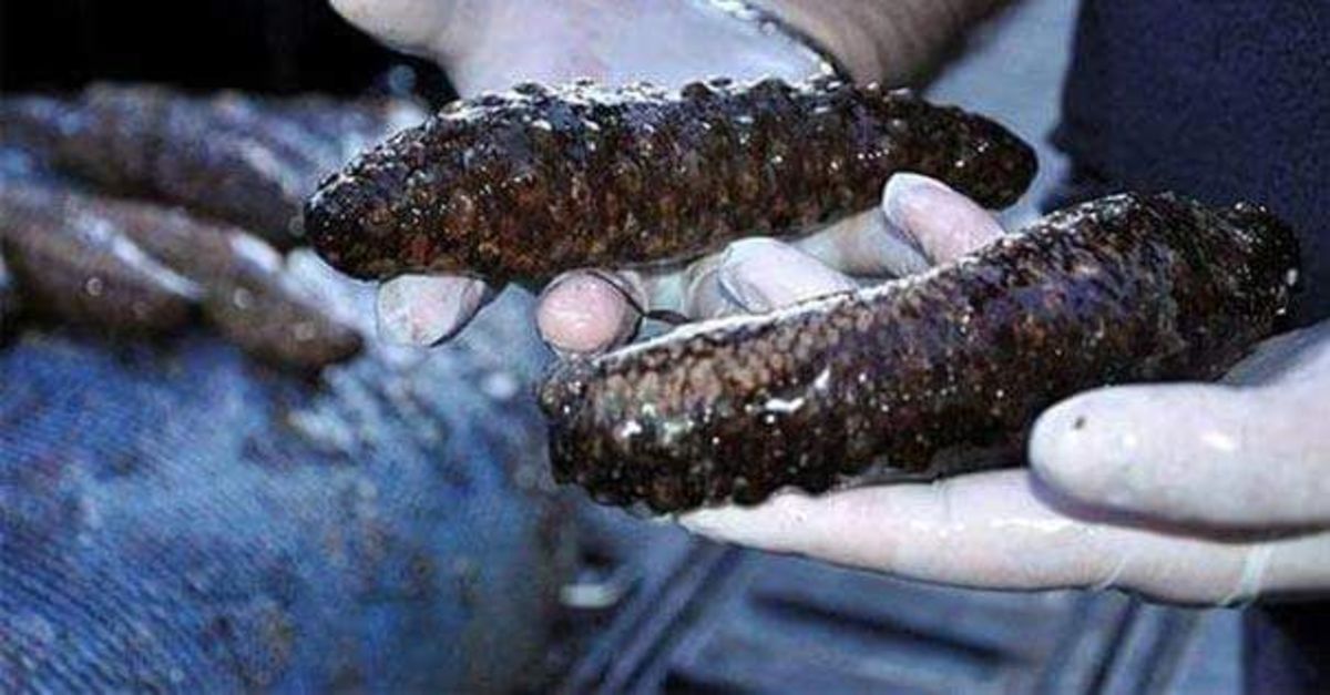 Yasadışı Yollarla Avlanan Deniz Patlıcanları Denize Salındı