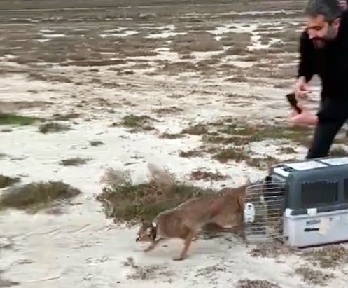 Ağır yaralı bulundu, sağlıklı şekilde doğaya salındı