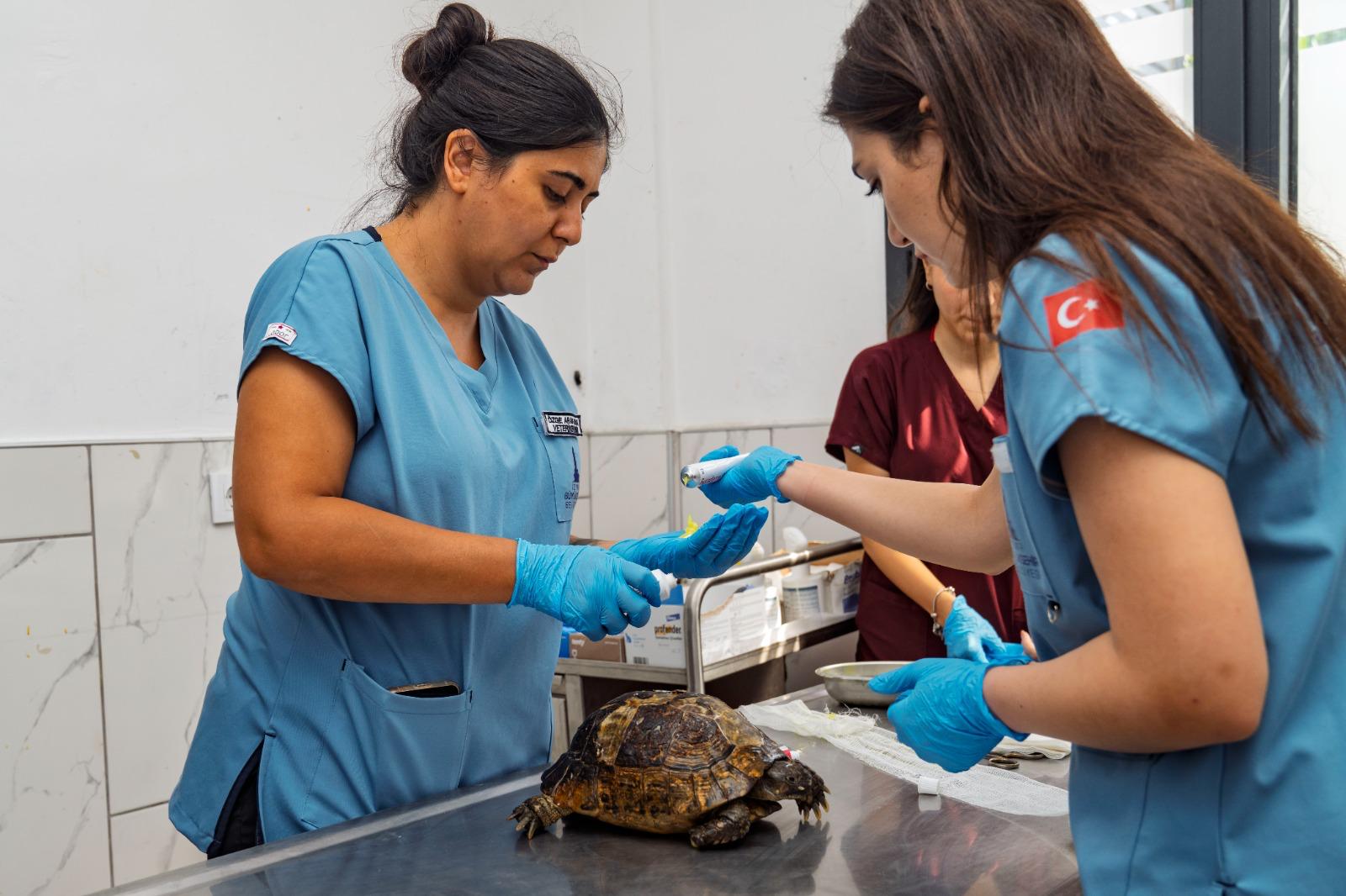 İzmir’de yangından kurtarılan kaplumbağanın tedavisi sürüyor