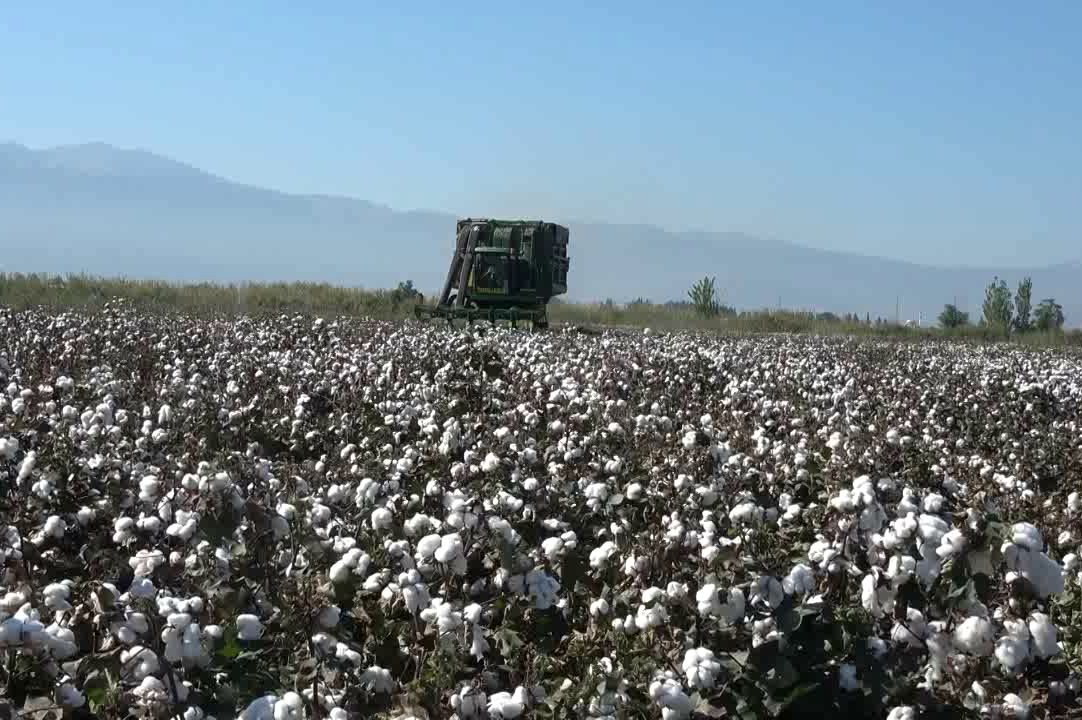 Yağışlar 2025/26 Sezonu Ege Bölgesi Pamuk Rekoltesini olumsuz etkiledi