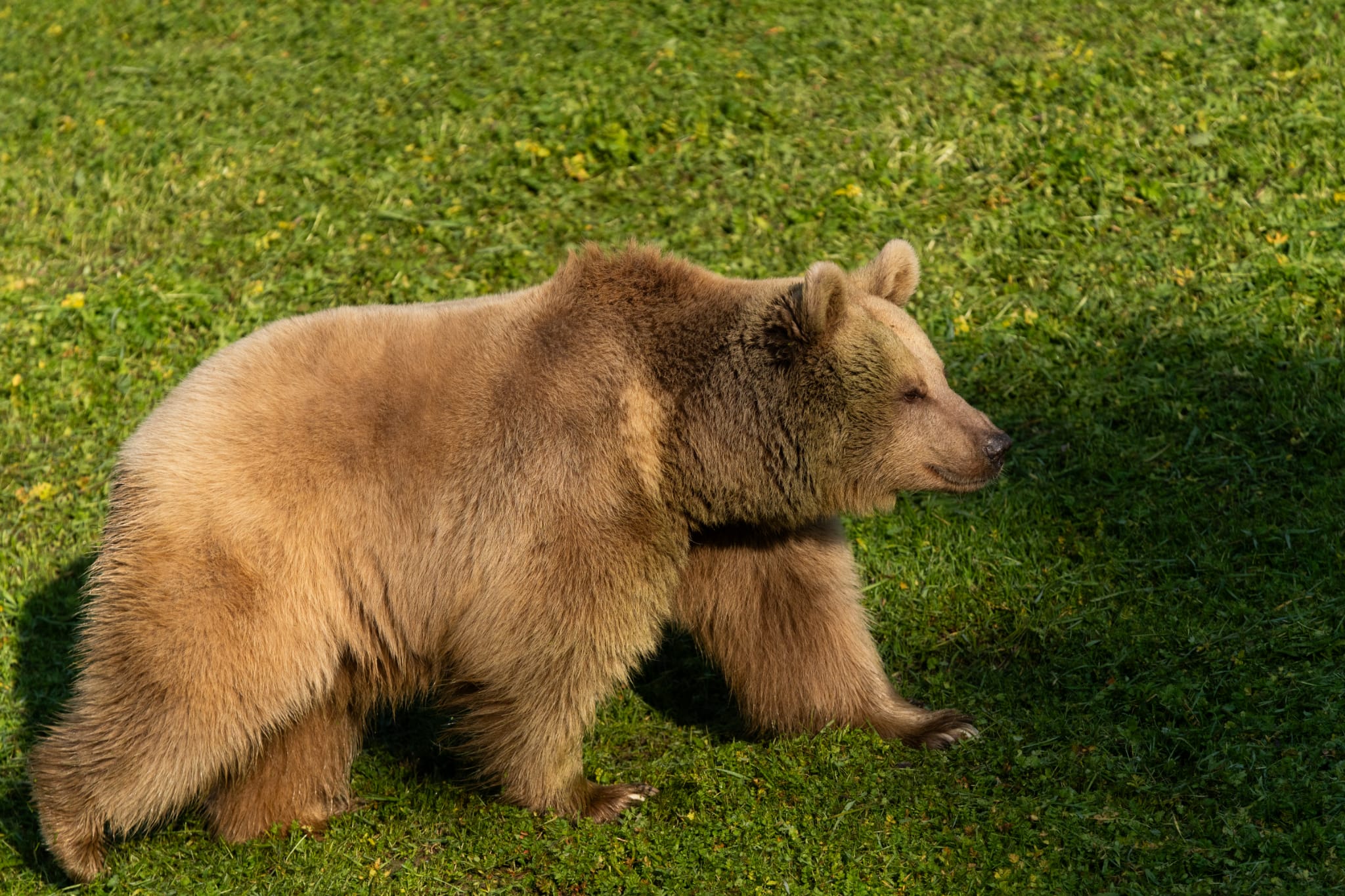 İzmir Doğal Yaşam Parkı’na siyah jaguar ve boz ayı geldi Jüliet ve Yumuk da artık İzmirli oldu