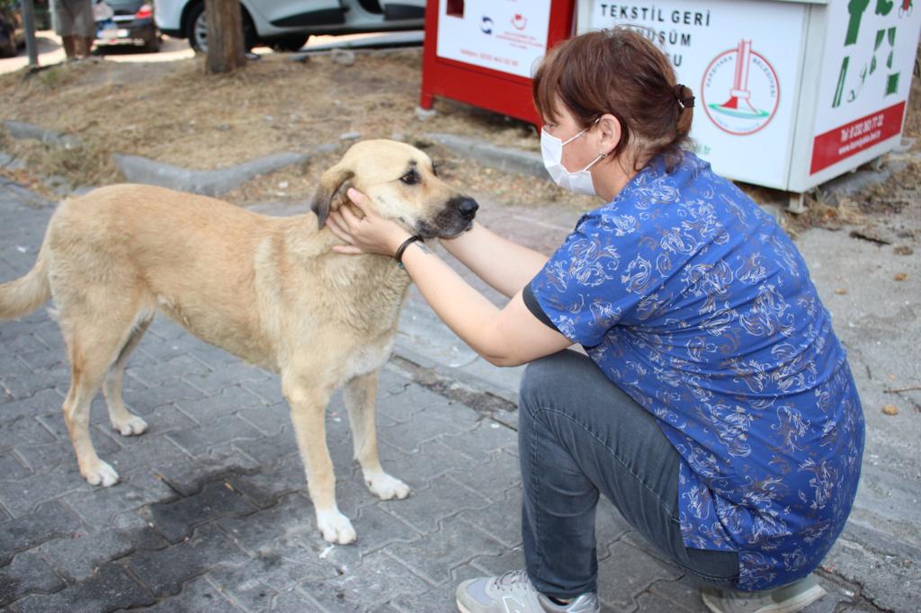 Karşıyaka Belediyesi, 8 ayda 24 bin can dosta hizmet sundu