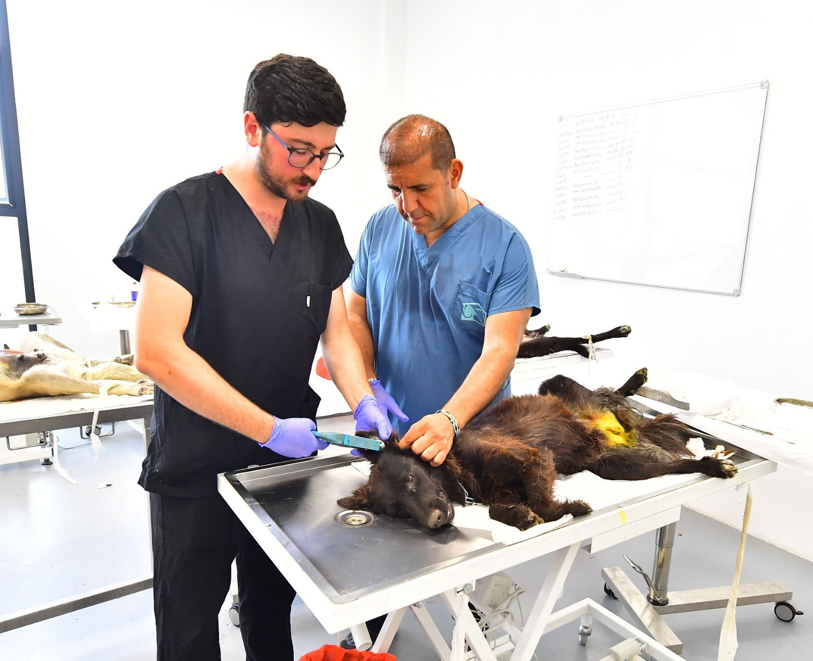 İzmir’de bir yılda 25 bin kedi ve köpek kısırlaştırıldı