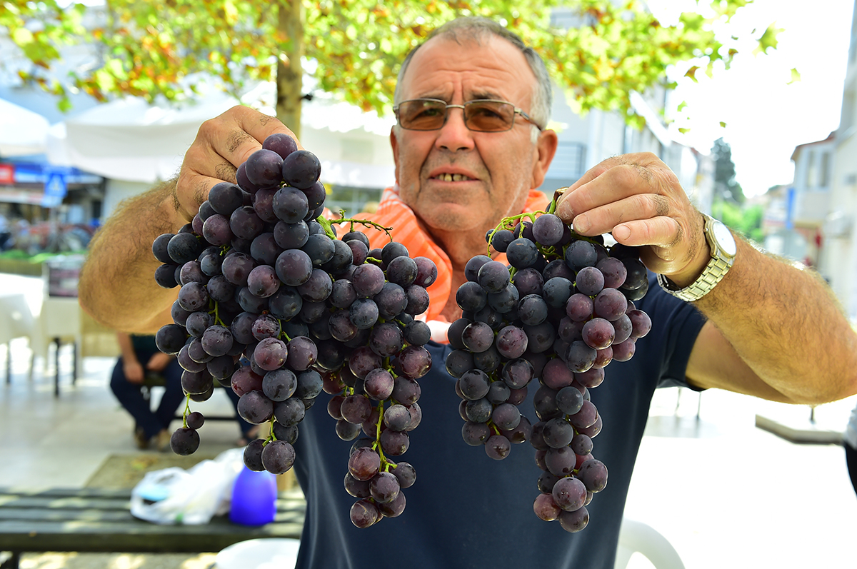 2600 YILLIK GELENEK; URLA BAĞBOZUMU ŞENLİKLERİ