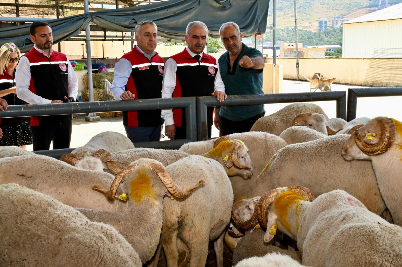 Kurban Bayramına İzmir Hayvan Pazarları Hazır