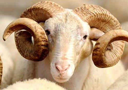 Egeli bilim insanı Prof. Dr. Serdaroğlu, kurban etinde doğru saklama ve pişirme yöntemlerini anlattı