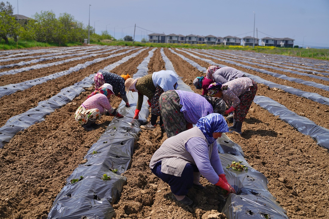 Ayvalık Üretim ve Pazarlama Kooperatifi’nden  Örnek Proje: Çilekten Reçele Uzanan Yolculuk