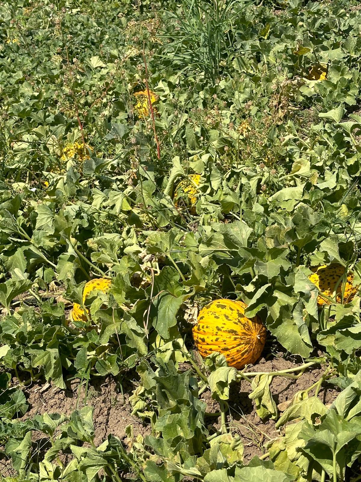Buca’nın kavunu festivalle tanıtılacak