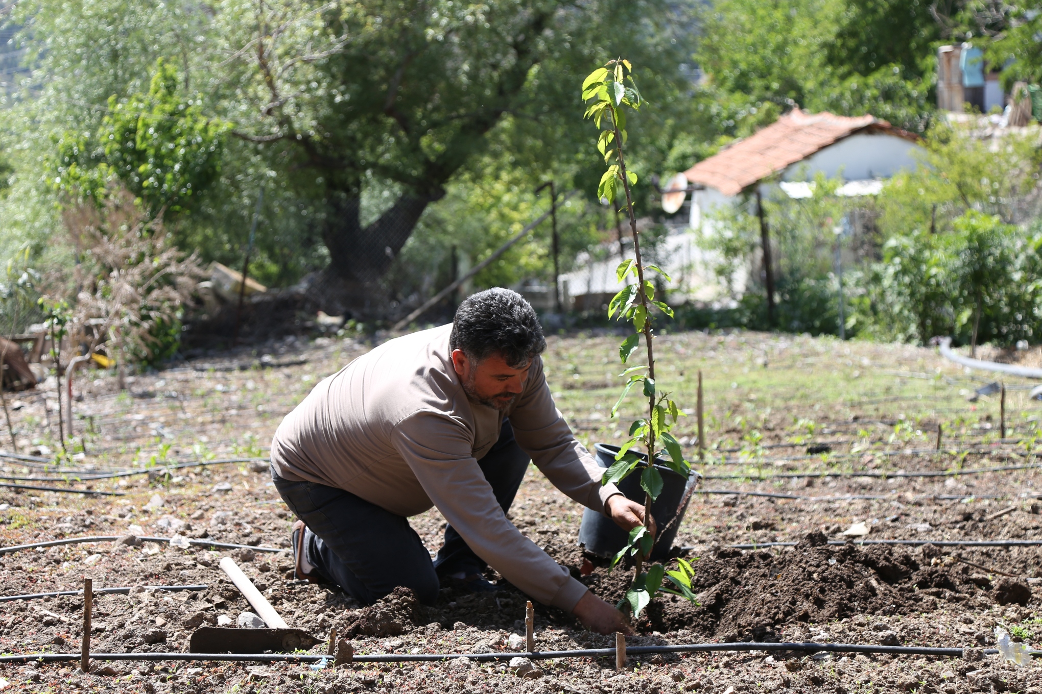 Bir yılda 10 bin meyve fidanı dağıtılacak