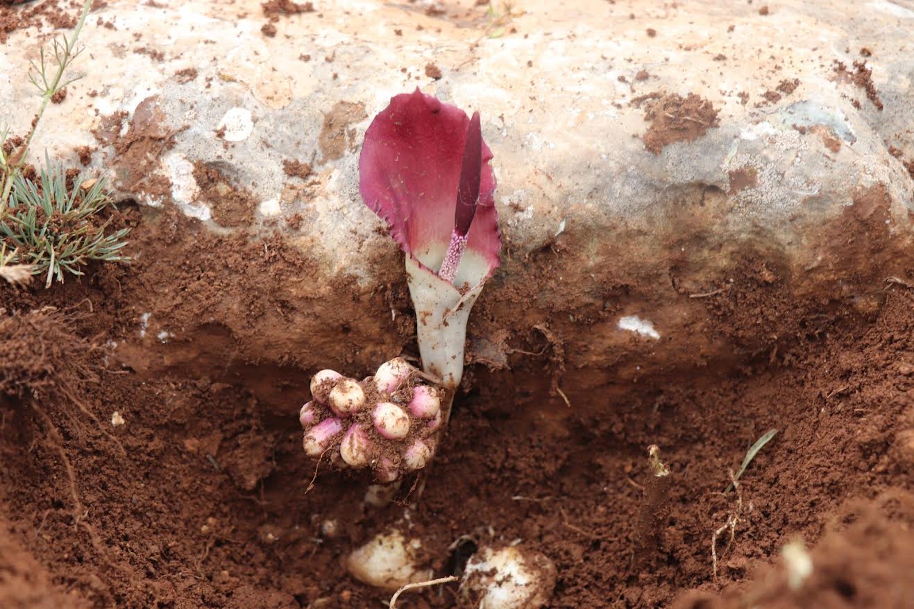 Türkiye florasına yeni bir tür daha eklendi  “Karaman yılanpancarı” bilim dünyasına tanıtıldı