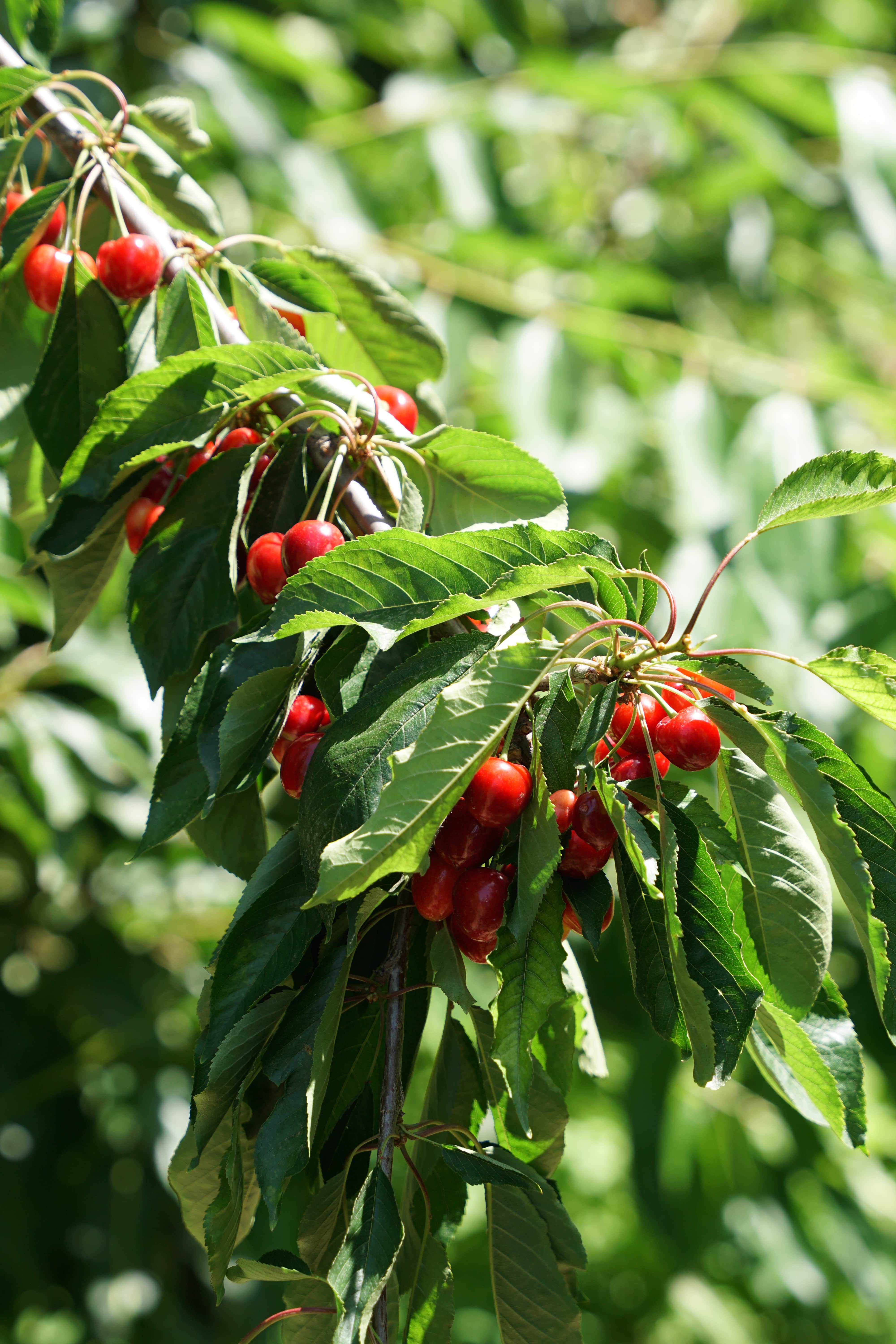 Kemalpaşa, 52. Altın Kiraz Kültür Ve Sanat Festivali İçin Gün Sayıyor