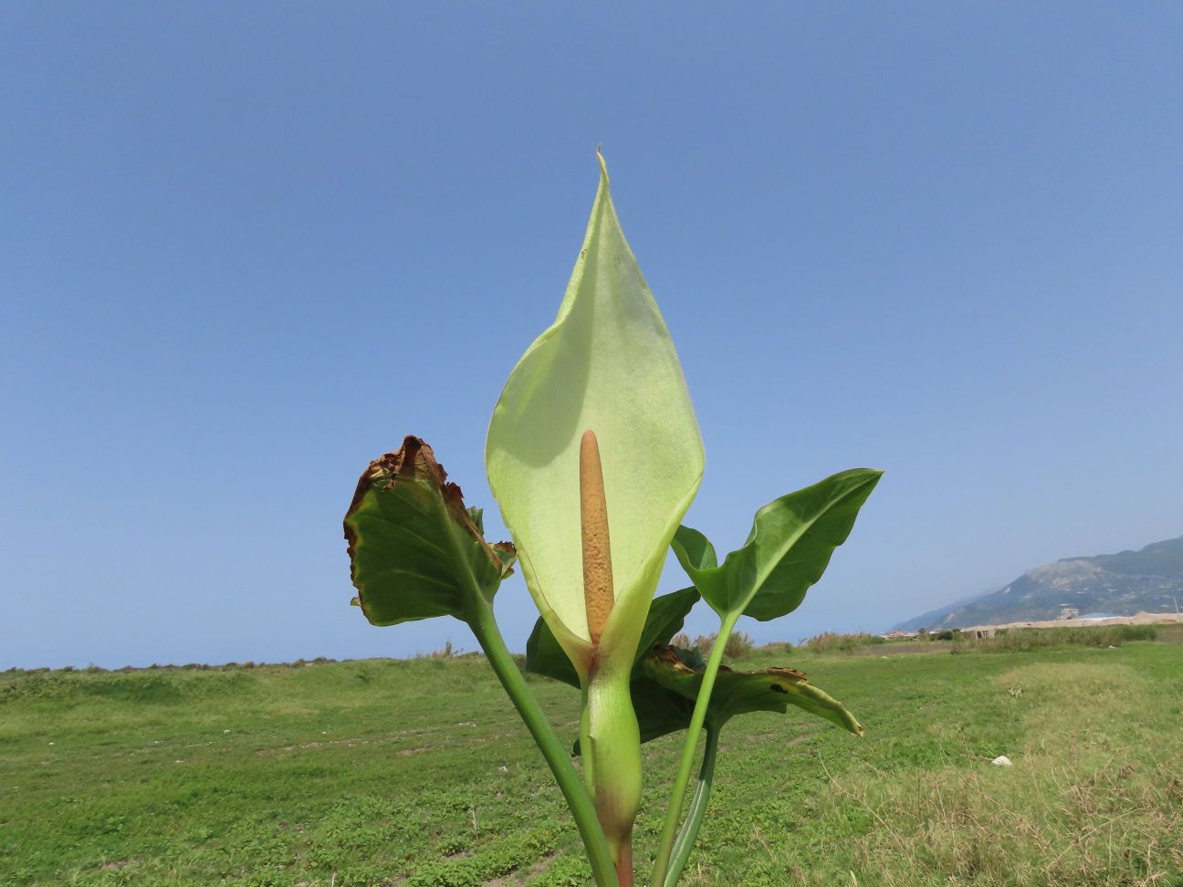 Milleyha kuşcennetinden yeni bir Yılanyastığı türü keşfedildi: “Milleyha tırşığı”