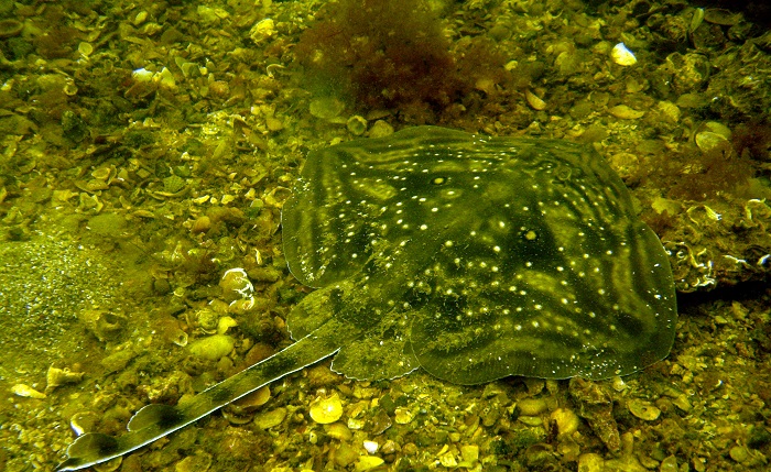 Boğulan denizden kaçıyorlar: Marmara’da köpek balıkları ve vatozlar yeni yaşam alanları arıyor!