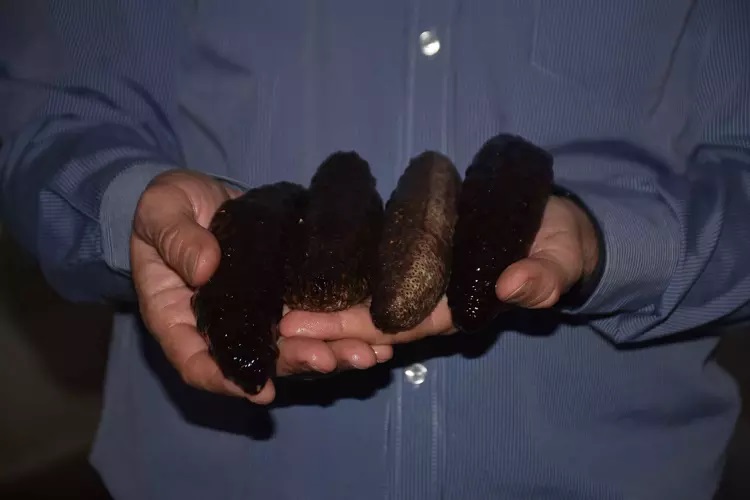 Üniversite- sanayi iş birliği ile Türkiye su ürünleri yetiştiricilik sektörüne yeni bir tür kazandırıldı