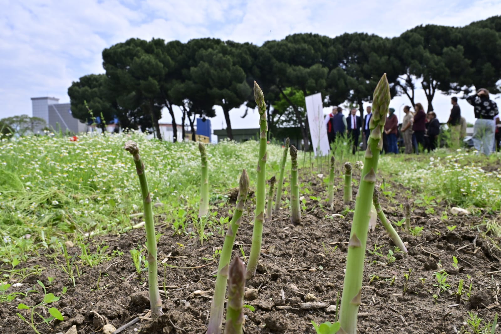 17 Bin Kuşkonmaz Fidesi Üreticilere Teslim Edildi