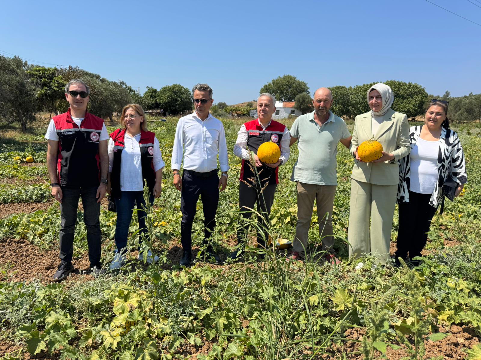Meşhur Çeşme Kavununda Hasat Zamanı