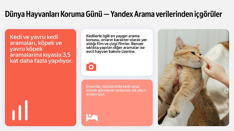 Dünya Hayvanları Koruma Günü'ne özel araştırma  İnternet aramalarında kediler, köpekleri geride bırakıyor
