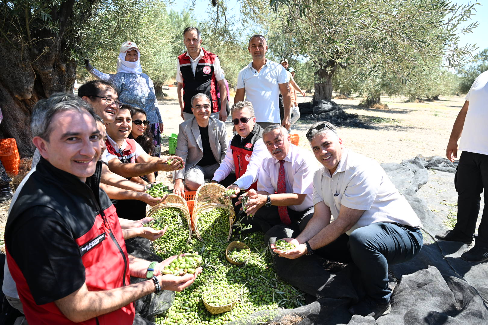 Türkiye’de Sezonun İlk Zeytin Hasadı Dikili Bademli’de Gerçekleştirildi