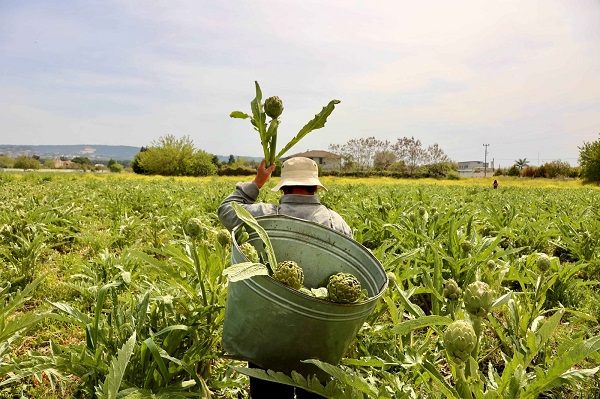 Festival sona erdi, 230 bin enginar satıldı.  Festival sonrası üretici mutlu, esnaf mutlu, Urla mutlu