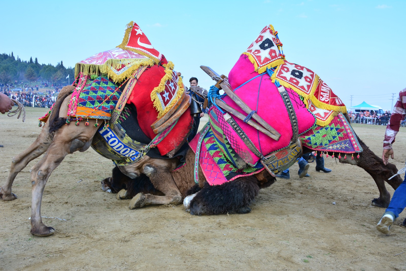 Pehlivan develer Torbalı Arenası’na inecek
