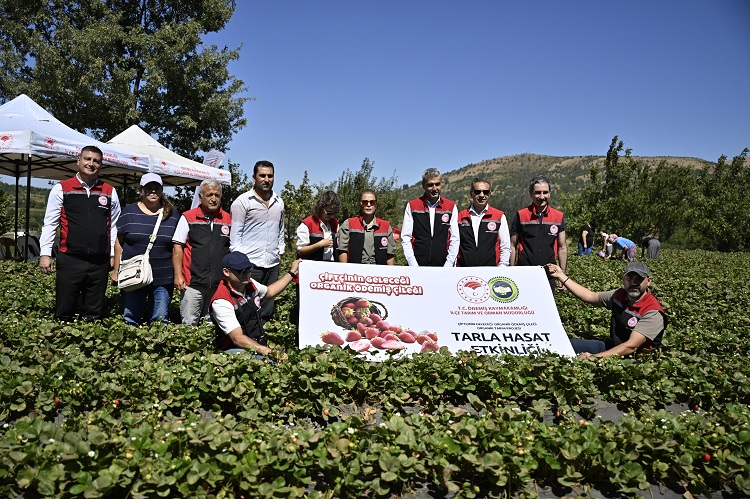 Ödemiş'te Organik Çilek Projesi İlk Meyvelerini Verdi