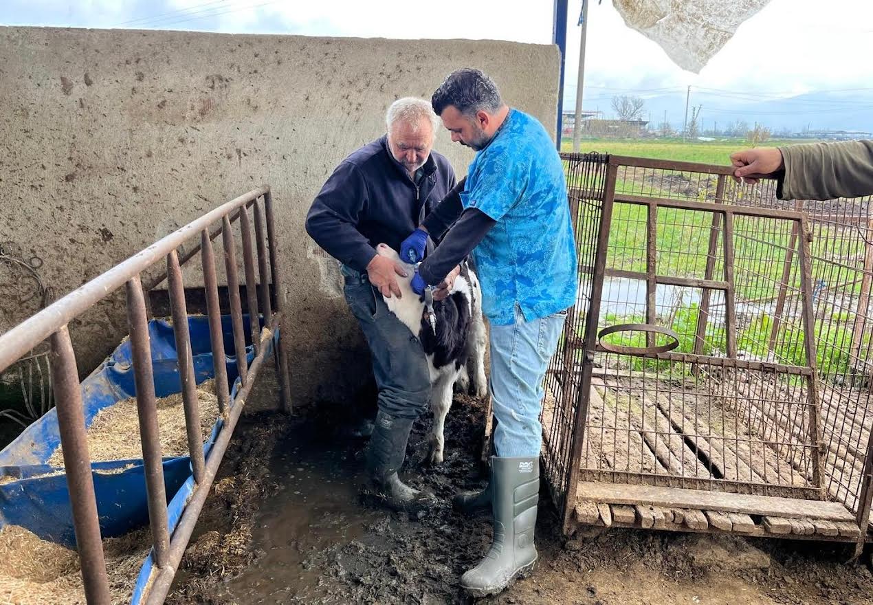 Şap Aşılama Kampanyası Devam Ediyor