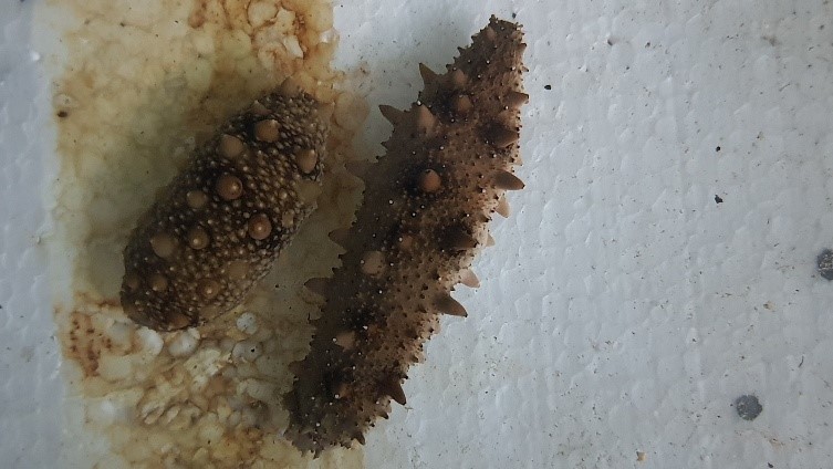 Bu proje ile Türkiye’nin su ürünleri yetiştiricilik ve avcılık sektörüne yeni bir tür kazandırılacak