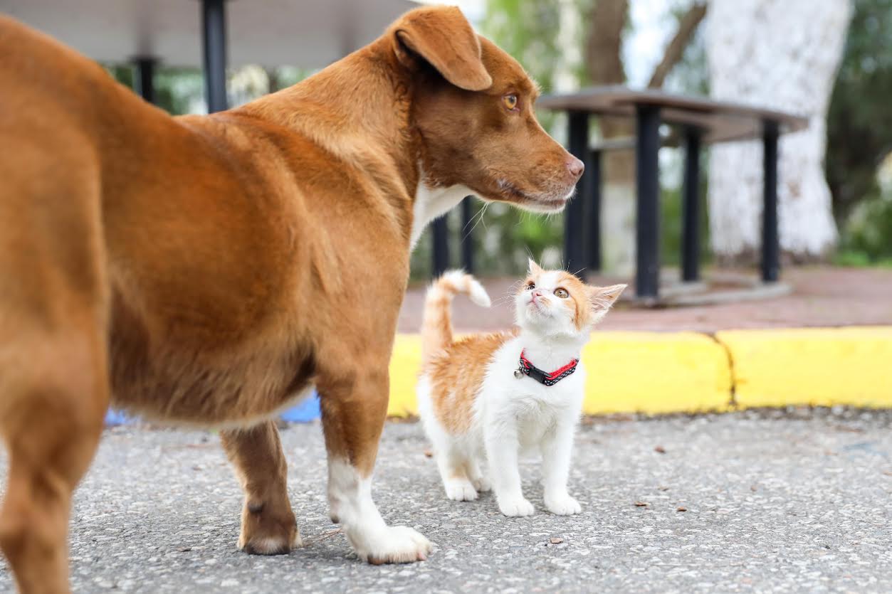 Buca’nın “Mucize”si yuvasına kavuştu