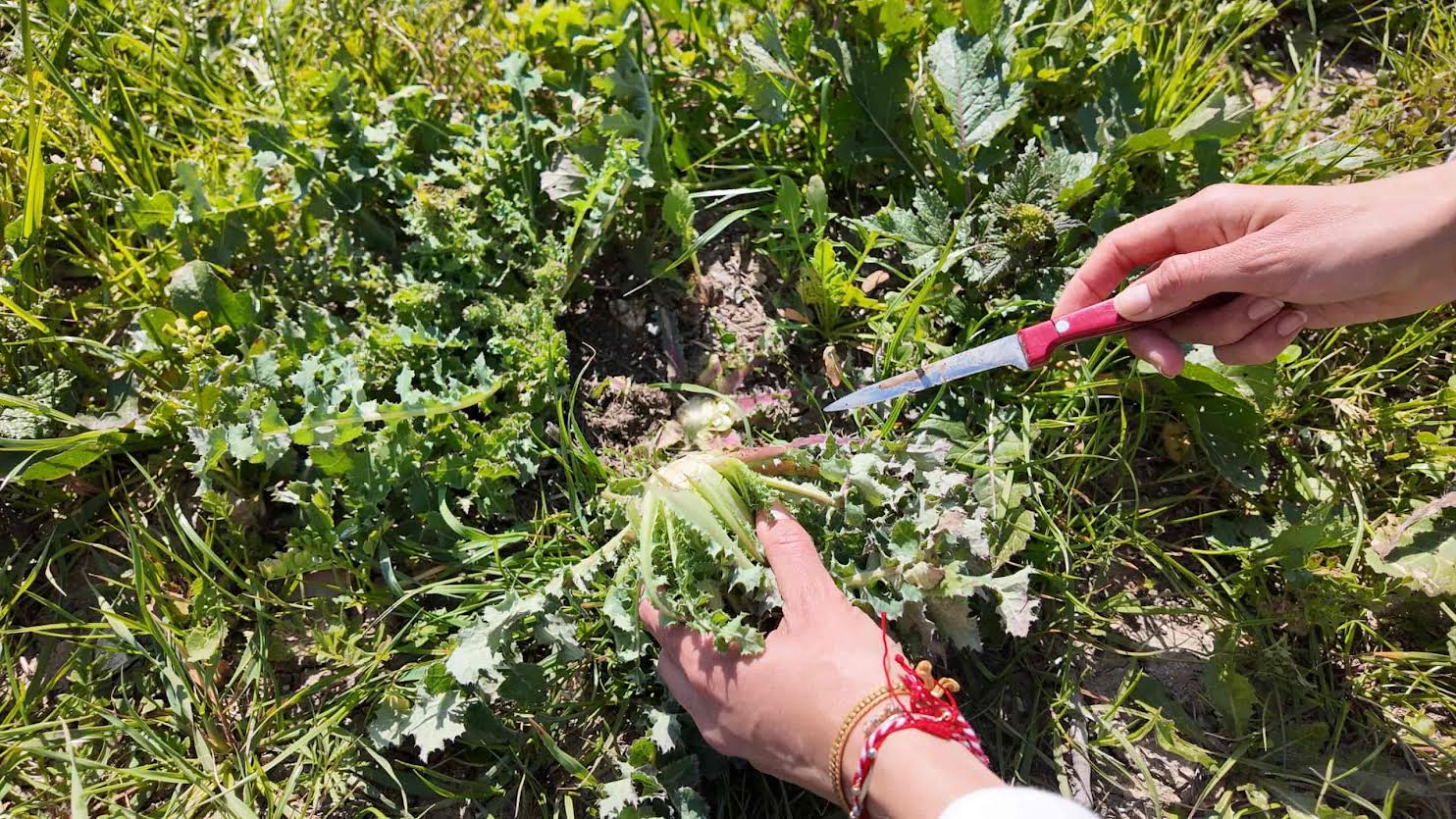 Geleneksel Mart Dokuzu Urla Ot Bayramı,  22–23 Mart’ta Baharı Karşılıyor