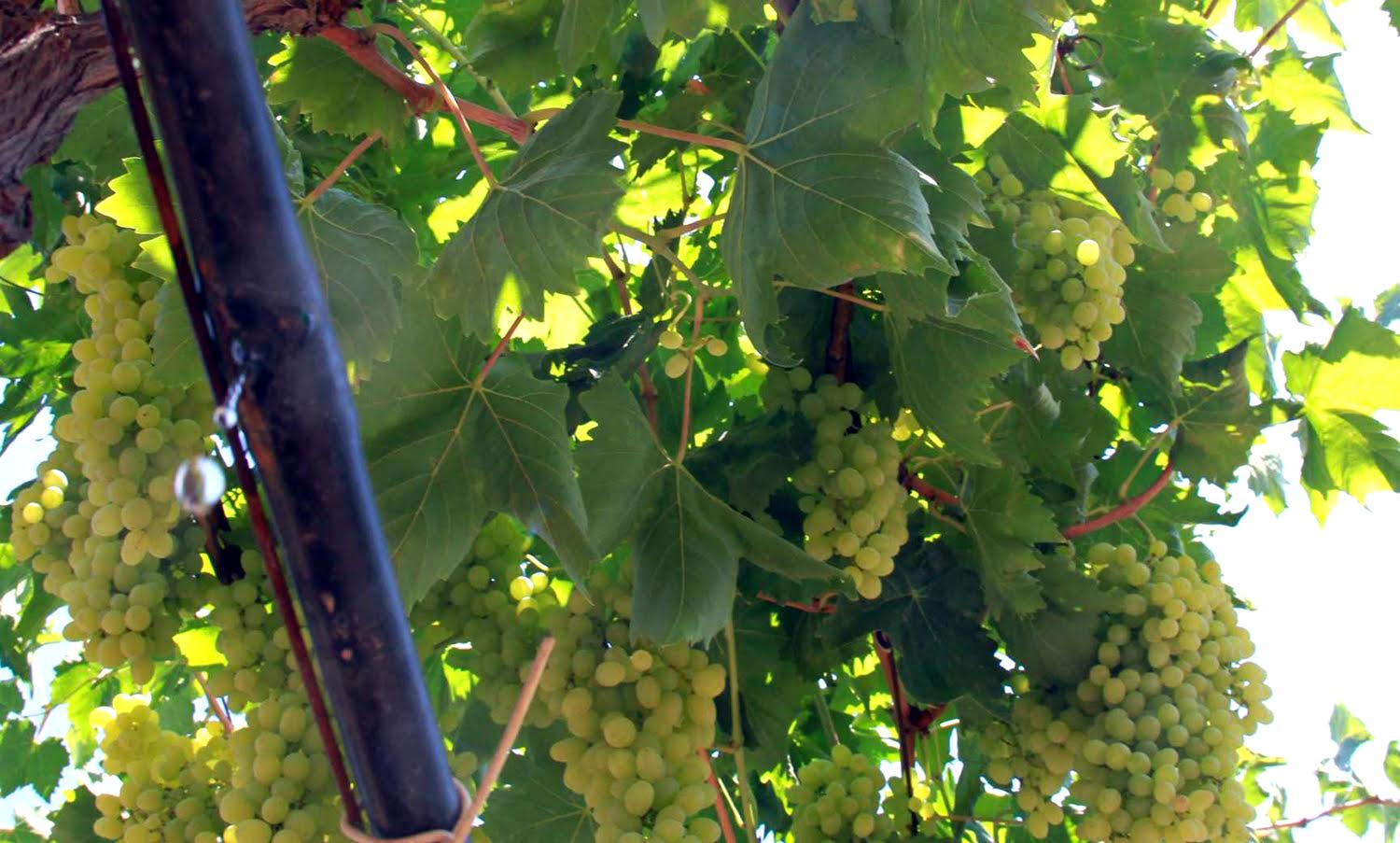 Sulamalarda Digital Çağ