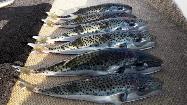 Tarım ve Orman Bakanlığı, balon balığına karşı cezaları açıkladı!