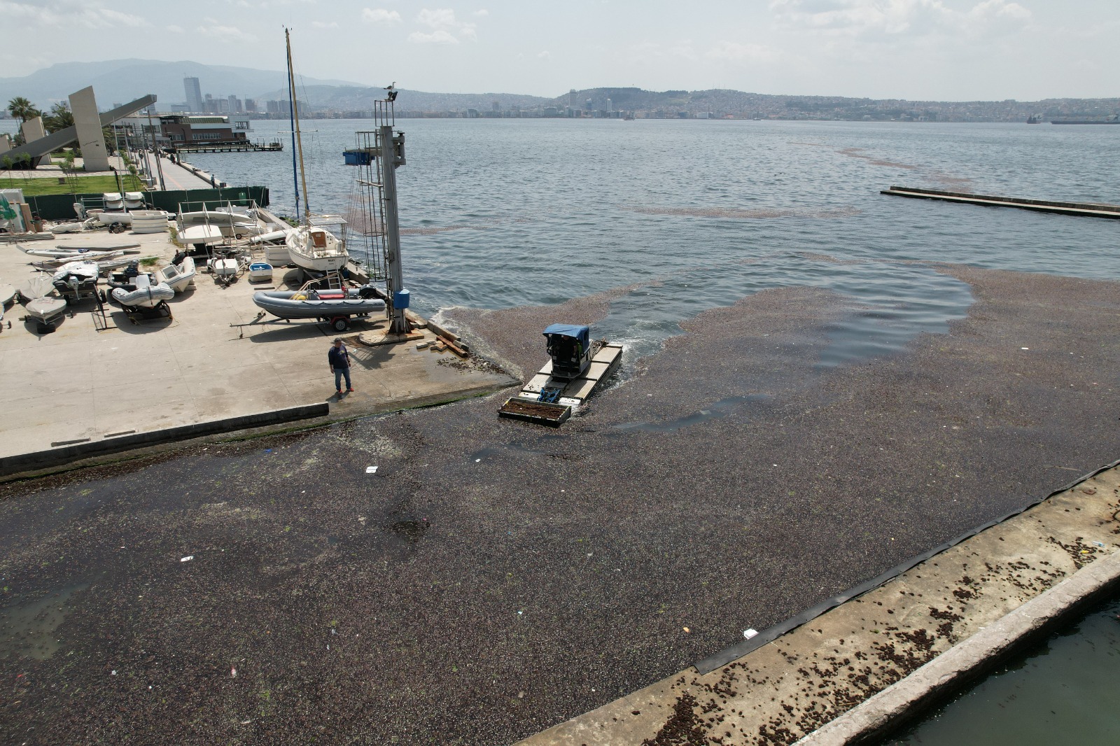 Bostanlı sahilinde deniz marulu temizliği