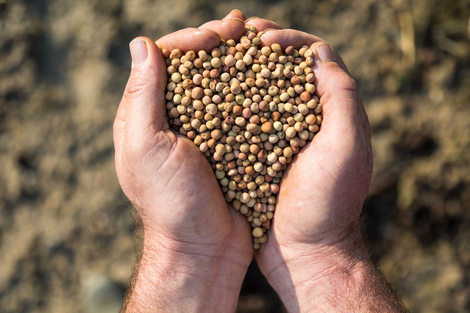 İzmir’de kuraklığa ve susuzluğa dayanıklı yem bitkileri üretiliyor