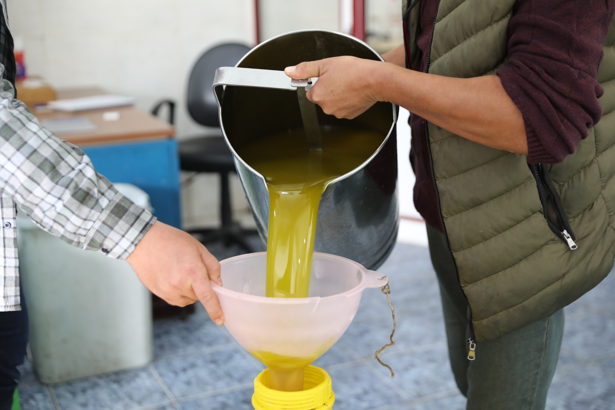 Seferihisar 'da Zeytinyağı Sezonu Açıldı