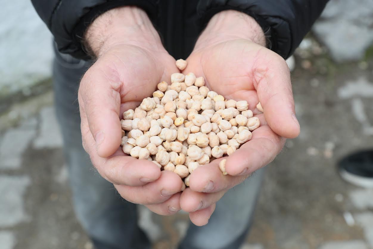 Urla’da tarıma can suyu:  Çiftçiye nohut tohumu desteği