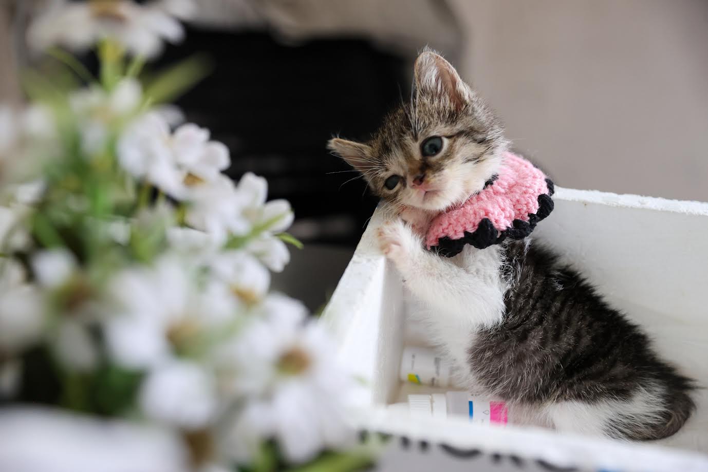 Yaşama ihtimali ‘sıfır’ olan Zero hayata tutundu