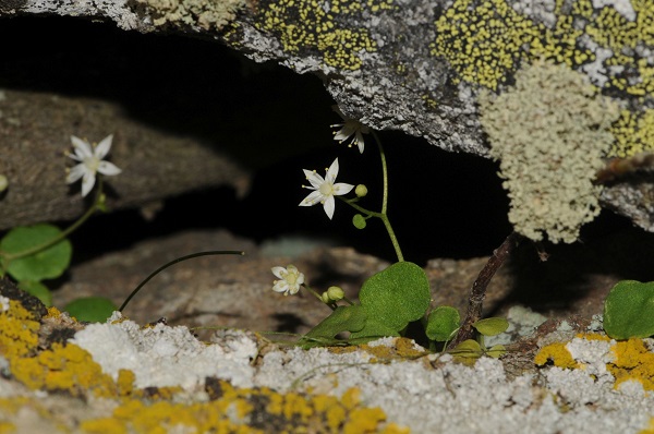 “İzmir Göbekotu” Bilim Dünyasına Tanıtıldı. İzmir’de Yeni Bitki Türü Keşfedildi